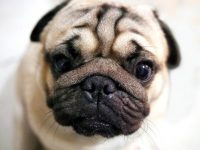 tumores en perros