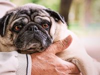 ulcera gastrica en perros