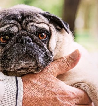 ulcera gastrica en perros