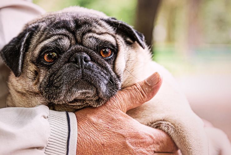 ulcera gastrica en perros