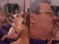 chihuahua quiere besos
