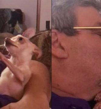 chihuahua quiere besos