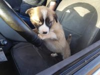 hombre de los gatos de Alepo