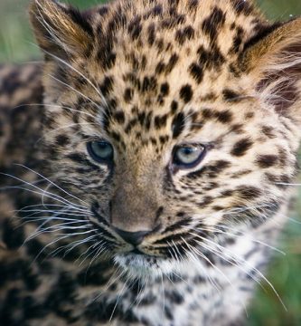 imagenes animales de la selva