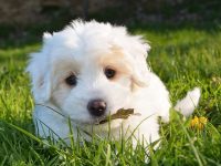 mi perro esta decaido