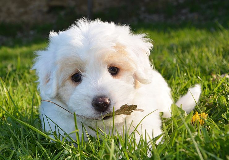 mi perro esta decaido