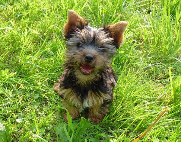 nombres para perros yorkshire terrier