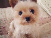 nombres para perros yorkshire