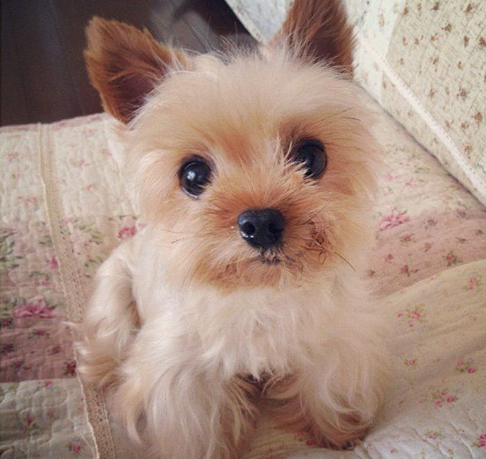 nombres para perros yorkshire