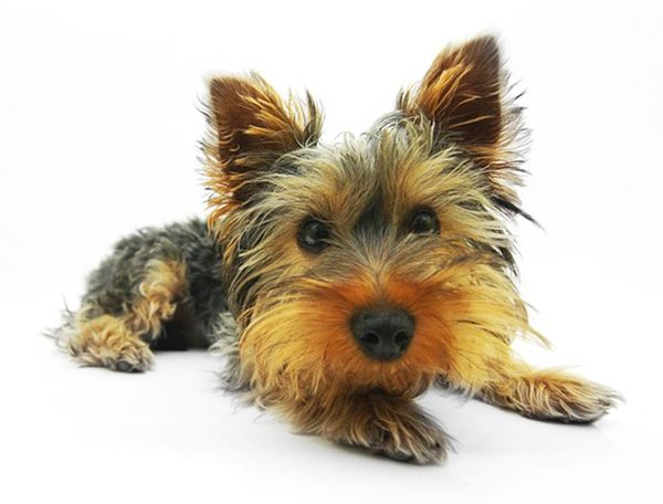 nombres para yorkshire terrier