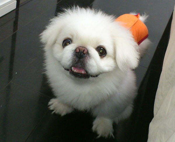 cachorro pekinés blanco