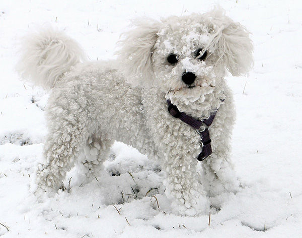 perros bichón frisé