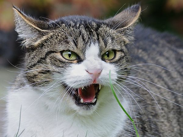 porque mi gato me muerde