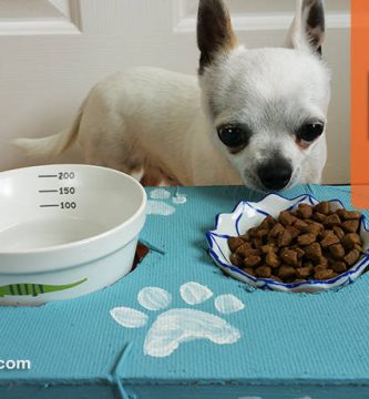 comederos para perros