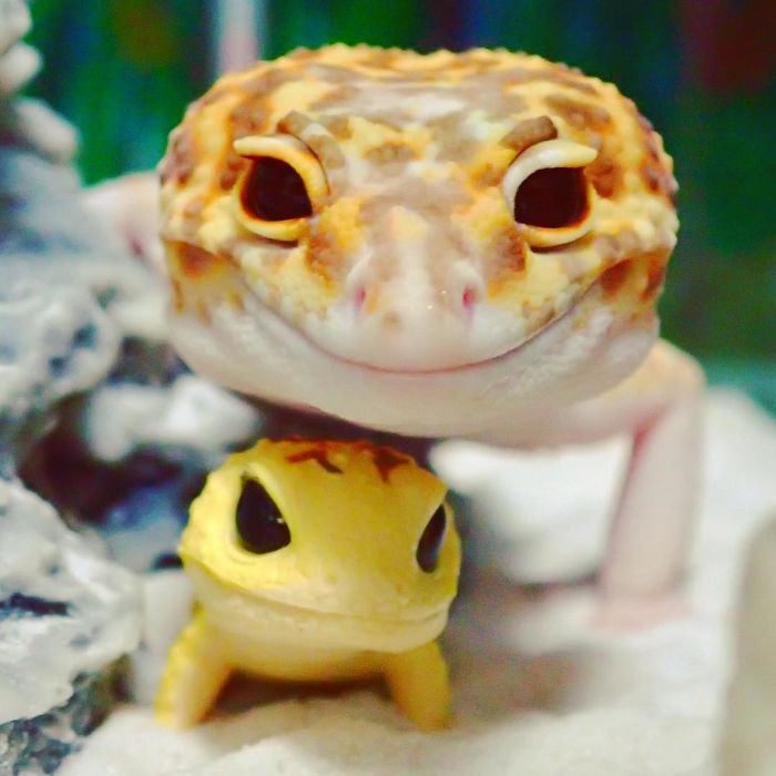 gecko del desierto