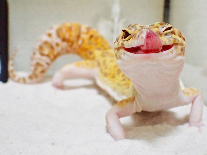gecko