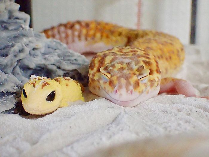 geckos