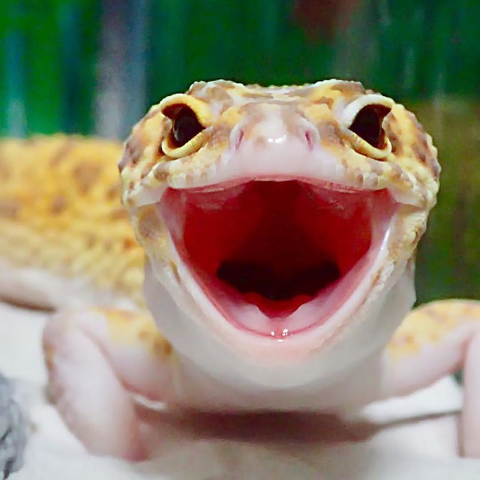 geko leopardo