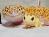 gecko leopardo