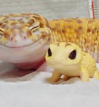 gecko leopardo