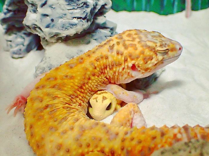 geko
