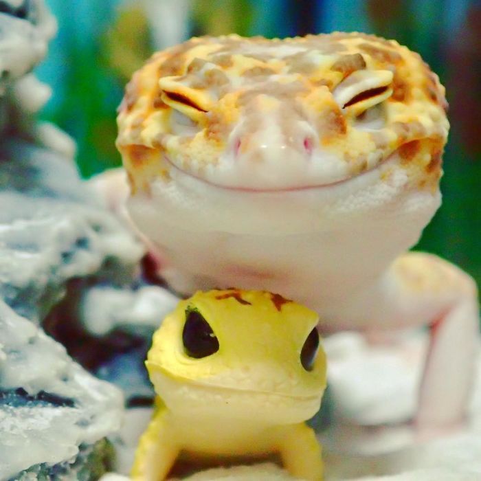 gekos