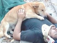 perro cuida dueño herido