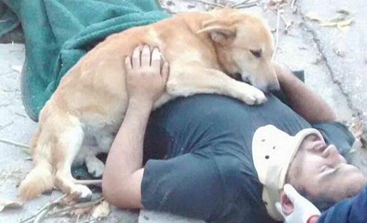 perro cuida dueño herido