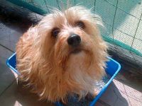 perro mata serpiente