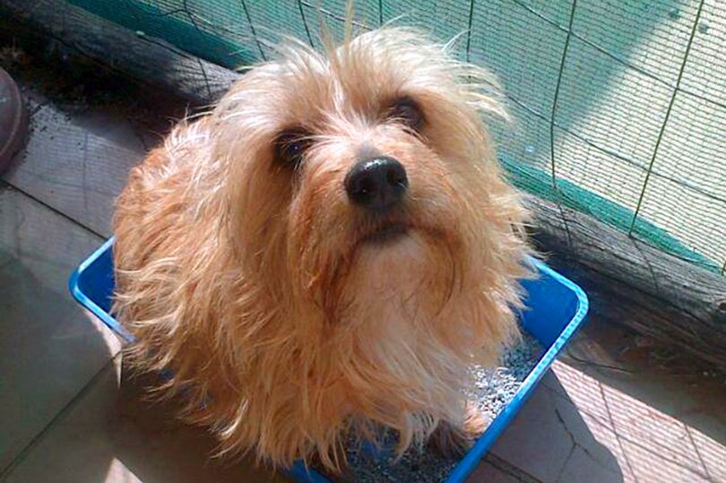 perro mata serpiente