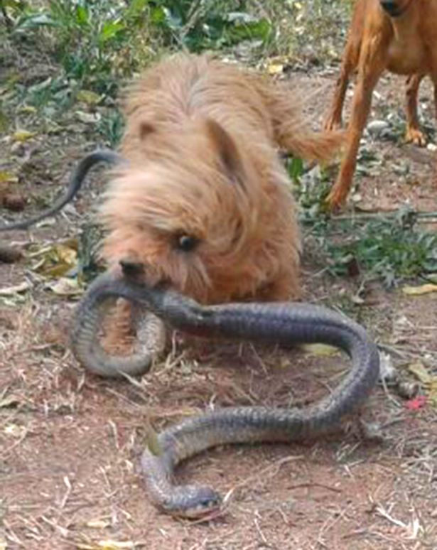 perro salva dueño de serpiente