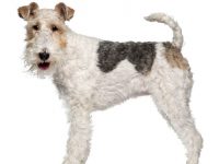 Fox terrier