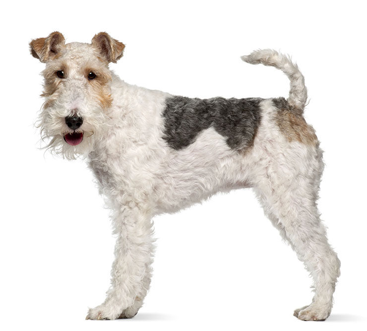 Fox terrier