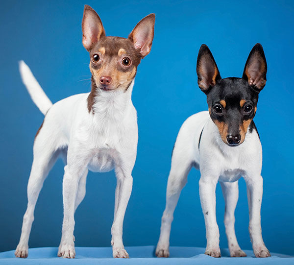 región Aprendiz graduado Perros FOX TERRIER de pelo Duro y pelo Liso | Todo sobre esta raza