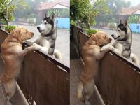 perros amigos