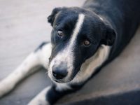 tips para cuidar mascotas en verano