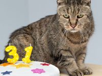 muer nutmeg gato mas viejo del mundo