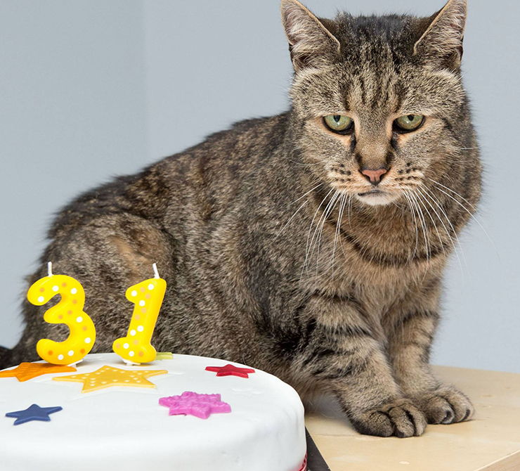 muer nutmeg gato mas viejo del mundo