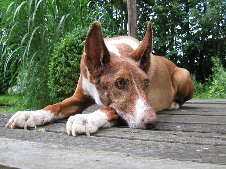 podenco cuida a niña de 2 años perdida