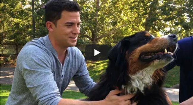 perro sobrevive incendios california