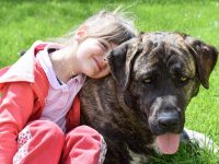 perros guardianes para familias