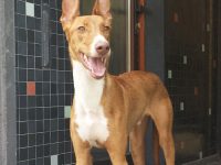 podenco