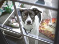 perro llama a la puerta para jugar