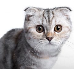 Scottish Fold