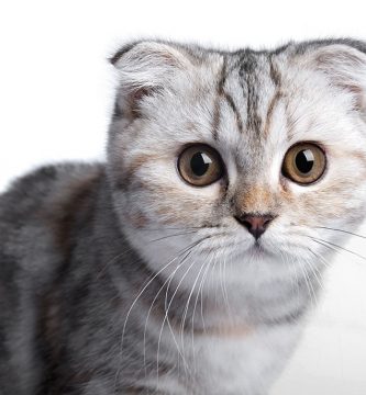 gato Scottish fold