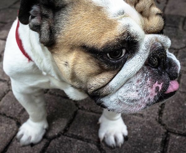 como limpiar arrugas bulldog