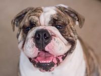 como limpiar las arrugas de un bulldog