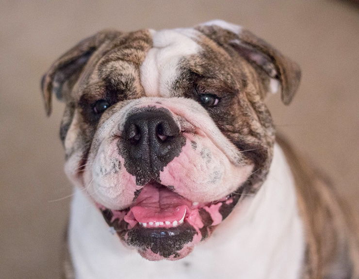 como limpiar las arrugas de un bulldog