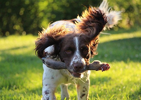 perro springer spaniel inglés