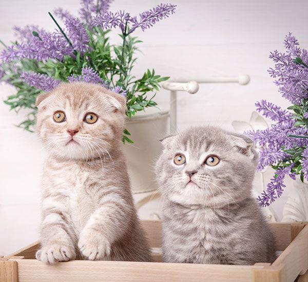 gatitos bebe scottish fold